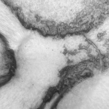 Load image into Gallery viewer, Orion Salad Bowl 30.5x30.5x10cm Grey Stone Matt